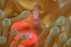 Commensural shrimp. Canon Eos 10D. Sea and Sea housing an... by Simon Trickett 